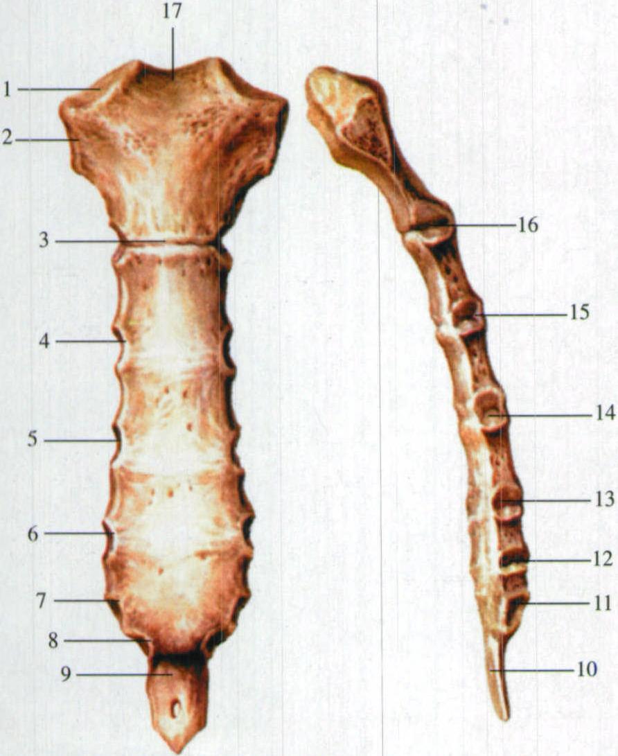 图2 胸骨